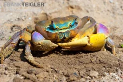 Indonesische Riesenlandkrabbe, Cardisoma Carnifex 5 Indonesische Riesenlandkrabbe, Cardisoma Carnifex -Huisdierbenodigdheden Serie Indonesische Riesenlandkrabbe Cardisoma carnifex 3