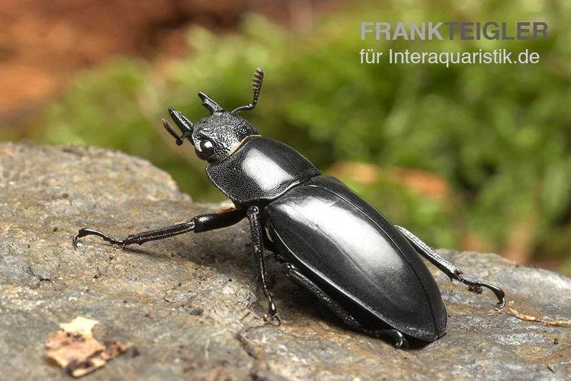 Java-Hirschkäfer, Hexarthrius Buqueti 2 Java-Hirschkäfer, Hexarthrius Buqueti – Bild 2