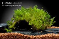 Oranger Zwergflußkrebs - Cambarellus CPO-Paar + Bepflanzte Kokosnusshöhle 5 Oranger Zwergflußkrebs - Cambarellus CPO-Paar + Bepflanzte Kokosnusshöhle -Huisdierbenodigdheden Serie Javamoos Vesicularia dubyana auf Kokosnusshoehle neu 2