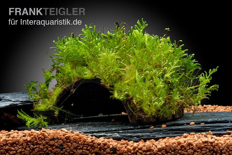 Oranger Zwergflußkrebs - Cambarellus CPO-Paar + Bepflanzte Kokosnusshöhle 3 Oranger Zwergflußkrebs - Cambarellus CPO-Paar + Bepflanzte Kokosnusshöhle – Bild 3