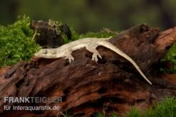 Jungferngecko, Lepidodactylus Lugubris -Huisdierbenodigdheden Serie Jungferngecko Lepidodactylus lugubris1