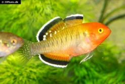 Kaisergrundel, Hypseleotris Compressa, 4-5 Cm