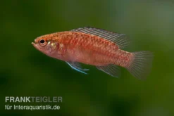 Kajal-Zwergblaubarsch, Dario Kajal (paarweise)