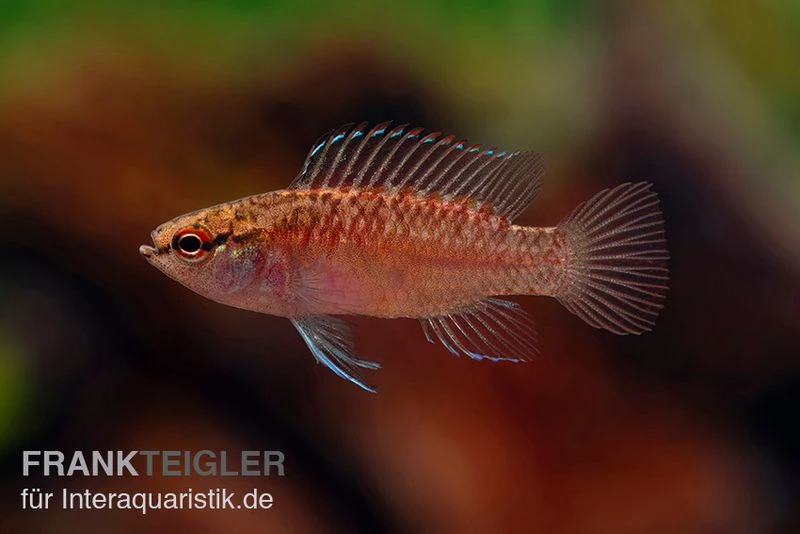 Kajal-Zwergblaubarsch, Dario Kajal (paarweise) 2 Kajal-Zwergblaubarsch, Dario Kajal (paarweise) – Bild 2