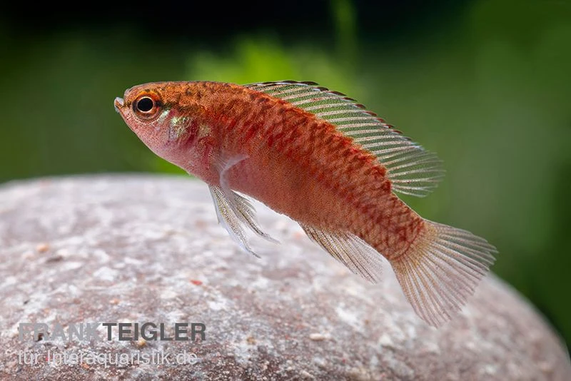 Kajal-Zwergblaubarsch, Dario Kajal (paarweise) 3 Kajal-Zwergblaubarsch, Dario Kajal (paarweise) – Bild 3