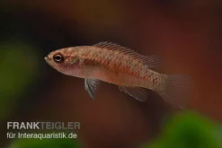 Kajal-Zwergblaubarsch, Dario Kajal (paarweise) 7 Kajal-Zwergblaubarsch, Dario Kajal (paarweise) -Huisdierbenodigdheden Serie Kajal Zwergblaubarsch Dario kajal 4