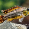 Kakaduzwergbuntbarsch Rot, Apistogramma Cacatuoides, Paarweise
