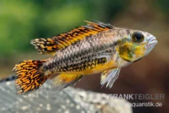 Kakaduzwergbuntbarsch Rot, Apistogramma Cacatuoides, Paarweise