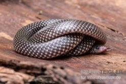 Kap-Wolfsnatter, Lycophidion Capense -Huisdierbenodigdheden Serie Kap Wolfsnatter Lycophidion capense 3 neu jpg