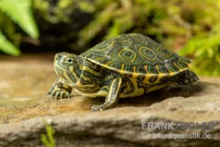 Karibische Schmuckschildkröte, Trachemys Venusta