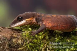 Katzengecko, Aeluroscalabotes Felinus -Huisdierbenodigdheden Serie Katzengecko Aeluroscalabotes felinus 3