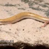 Keilschleiche, Chalcides Sepsoides