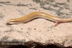 Keilschleiche, Chalcides Sepsoides