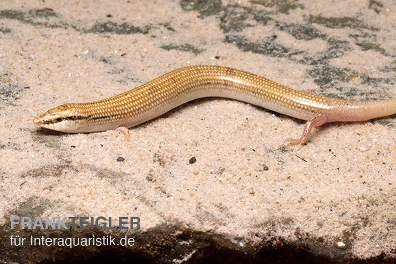 Keilschleiche, Chalcides Sepsoides 1 Keilschleiche, Chalcides Sepsoides