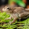 Kiefernwald-Laubfrosch, Hyla Femoralis