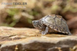 Gekielte Moschusschildkröte, Kinosternon Carinatum -Huisdierbenodigdheden Serie Kinosternon carinatum