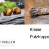 Kleine Putz-Truppe: 3x Rennschnecke + 5x Turmdeckelschnecke