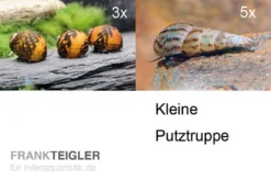 Kleine Putz-Truppe: 3x Rennschnecke + 5x Turmdeckelschnecke