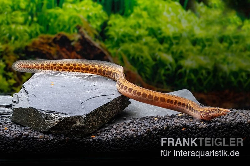 Kongo-Stachelaal, Mastacembelus Cf. Greshoffi (Kongo) 3 Kongo-Stachelaal, Mastacembelus Cf. Greshoffi (Kongo) – Bild 3