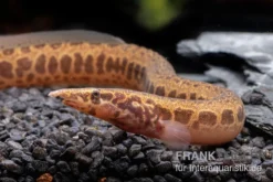 Kongo-Stachelaal, Mastacembelus Cf. Greshoffi (Kongo) 9 Kongo-Stachelaal, Mastacembelus Cf. Greshoffi (Kongo) -Huisdierbenodigdheden Serie Kongo Stachelaal Mastacembelus cf greshoffi Kongo 2