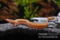 Kongo-Stachelaal, Mastacembelus Cf. Greshoffi (Kongo) 6 Kongo-Stachelaal, Mastacembelus Cf. Greshoffi (Kongo) -Huisdierbenodigdheden Serie Kongo Stachelaal Mastacembelus cf greshoffi Kongo 3