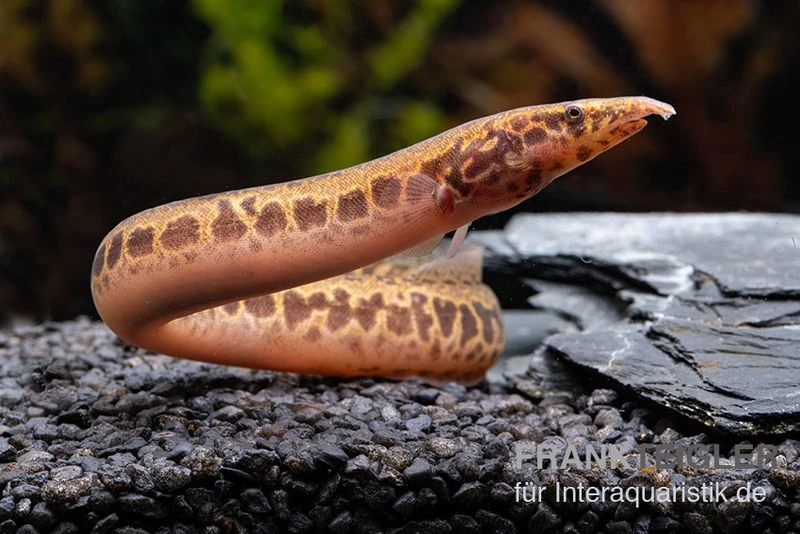 Kongo-Stachelaal, Mastacembelus Cf. Greshoffi (Kongo) 1 Kongo-Stachelaal, Mastacembelus Cf. Greshoffi (Kongo)