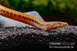 Kongo-Stachelaal, Mastacembelus Cf. Greshoffi (Kongo) 8 Kongo-Stachelaal, Mastacembelus Cf. Greshoffi (Kongo) -Huisdierbenodigdheden Serie Kongo Stachelaal Mastacembelus cf greshoffi Kongo 5