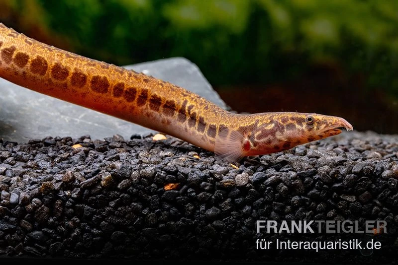 Kongo-Stachelaal, Mastacembelus Cf. Greshoffi (Kongo) 4 Kongo-Stachelaal, Mastacembelus Cf. Greshoffi (Kongo) – Bild 4