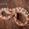 Kornnatter, Pantherophis Guttatus BUTTER