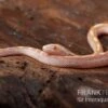 Kornnatter, Pantherophis Guttatus BUTTER MOTLEY