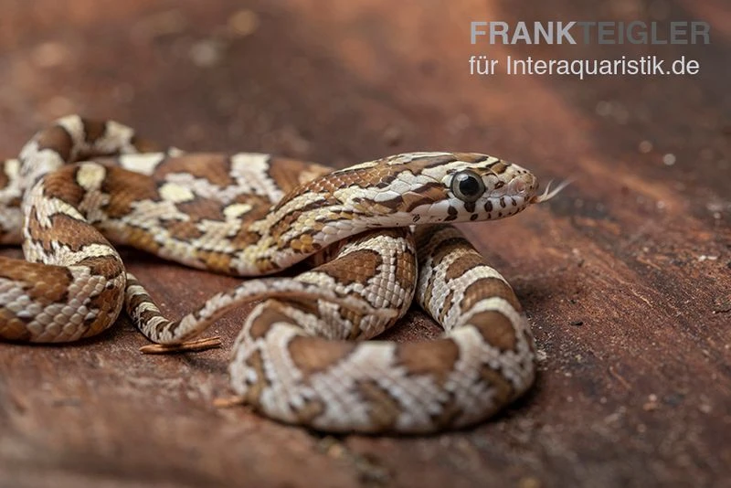 Kornnatter, Pantherophis Guttatus CARAMEL 1 Kornnatter, Pantherophis Guttatus CARAMEL