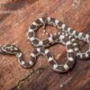 Kornnatter, Pantherophis Guttatus GHOST