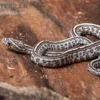 Kornnatter, Pantherophis Guttatus GHOST TESSERA