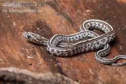Kornnatter, Pantherophis Guttatus GHOST TESSERA
