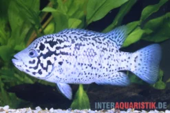 Kubabuntbarsch, Nandopsis Tetracanthus