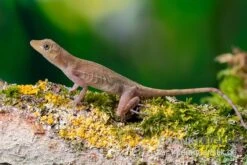 Kupferanolis, Anolis Cupreus
