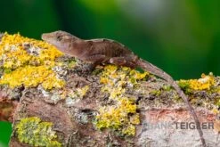 Kupferanolis, Anolis Cupreus -Huisdierbenodigdheden Serie Kupferanolis Anolis cupreus 3