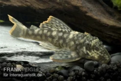 Orinoko-Guyanaharnischwels, Guyanancistrus Guahiborum "L106" -Huisdierbenodigdheden Serie L 106 Orinoko Guyanaharnischwels Guyanancistrus gua