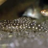 Wels L136b Demini-Engelsharnischwels, Hypancistrus Sp. GROSSE PUNKTE