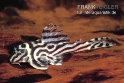 Zebra-Harnischwels, Hypancistrus Spec. L173b "NEW ZEBRA", 4-5 Cm -Huisdierbenodigdheden Serie L 173 Hypancistrus sp NEW ZEBRA