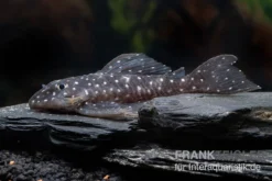 Orinoco-Engelsharnischwels, L201, Hypancistrus Sp. -Huisdierbenodigdheden Serie L 201 Hypancistrus spec 2