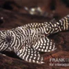 Queen Arabesque Harnischwels, L260, Hypancistrus Sp. 4-5 Cm