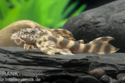 Wels L 387 Pracht-Zwergschilderwels, Ancistomus