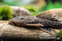 Leopard-Kaktuswels, L 114, LDA 7, L427 Pseudacanthicus Cf. Leopardus -Huisdierbenodigdheden Serie L 427 Pseudacanthicus cf leopardus 11