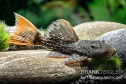 Leopard-Kaktuswels, L 114, LDA 7, L427 Pseudacanthicus Cf. Leopardus -Huisdierbenodigdheden Serie L 427 Pseudacanthicus cf leopardus 13