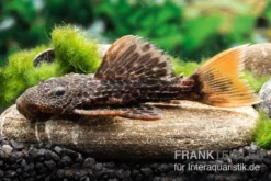 Leopard-Kaktuswels, L 114, LDA 7, L427 Pseudacanthicus Cf. Leopardus