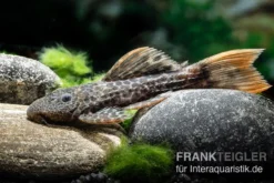 Leopard-Kaktuswels, L 114, LDA 7, L427 Pseudacanthicus Cf. Leopardus -Huisdierbenodigdheden Serie L 427 Pseudacanthicus cf leopardus 6