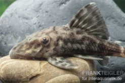 Weißschwanz-Panaque, L90, Panaque Sp. -Huisdierbenodigdheden Serie L 90 Panaque spec