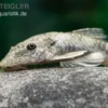 LDA 25 Pitbull Pleco, Parotocinclus Jumbo