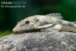 LDA 25 Pitbull Pleco, Parotocinclus Jumbo